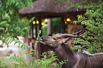 Motswari Private Game Reserve - Timbavati คลาซีรี ไพรเวท เนเจอร์ รีเซิร์ฟ ภายนอก รูปภาพ